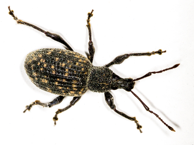 Otiorhynchus sulcatus